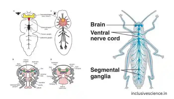 आर्थोपोडा तंत्रिका तंत्र, Arthropoda nervous system