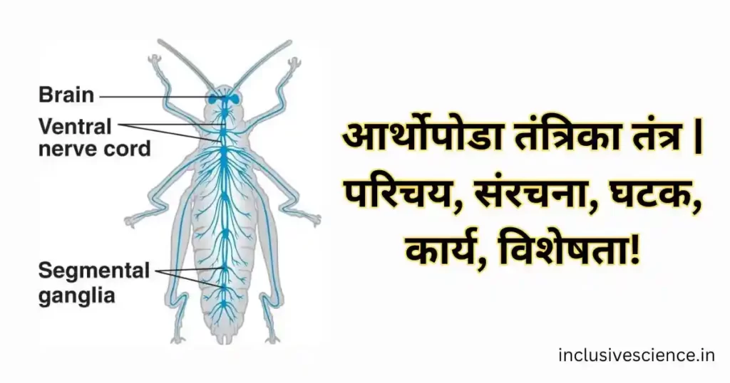 आर्थोपोडा तंत्रिका तंत्र