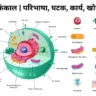 कोशिका कंकाल किसे कहते हैं cytoskeleton in hindi