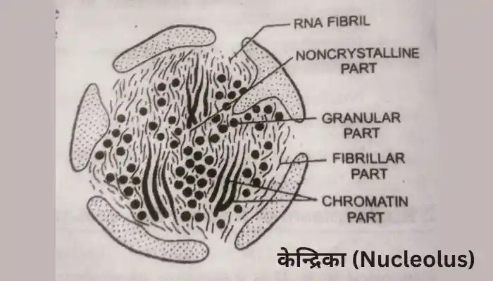 केंद्रिका किसे कहते हैं