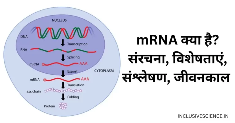 mRNA क्या है