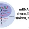 mRNA क्या है