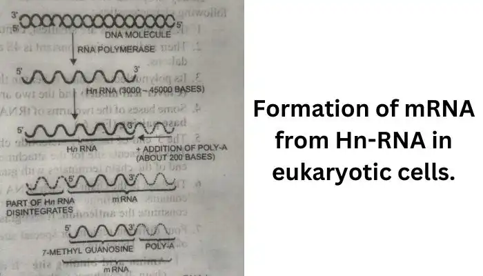 mRNA क्या है