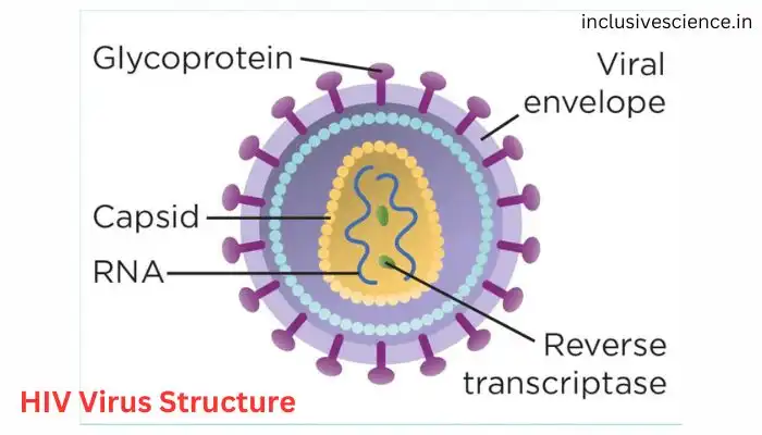 HIV virus structure