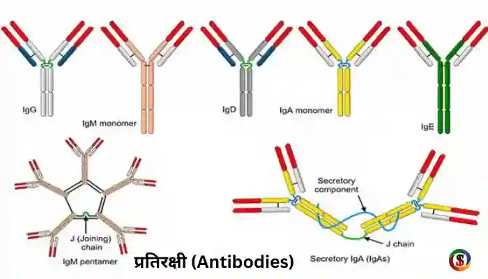 Antibody, antibodies