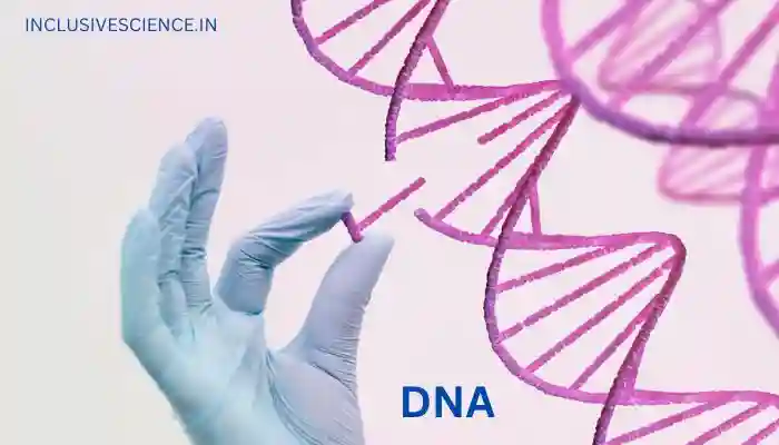 DNA molecule