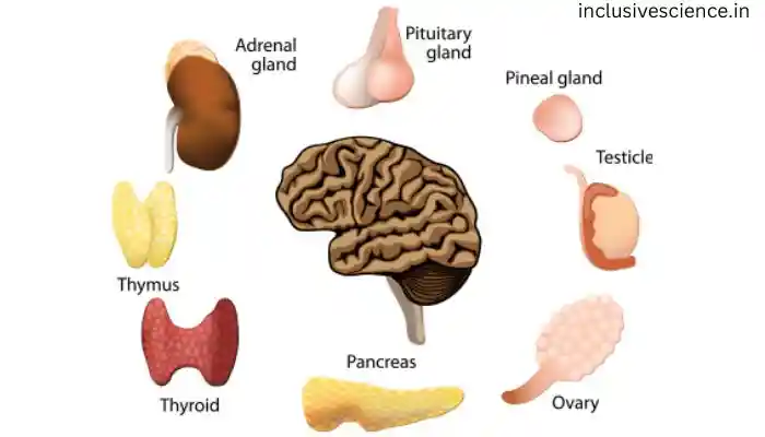 hormone kya hota hai, हार्मोन क्या होता है?