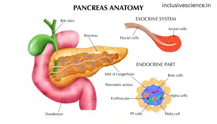 अग्न्याशय, pancreas